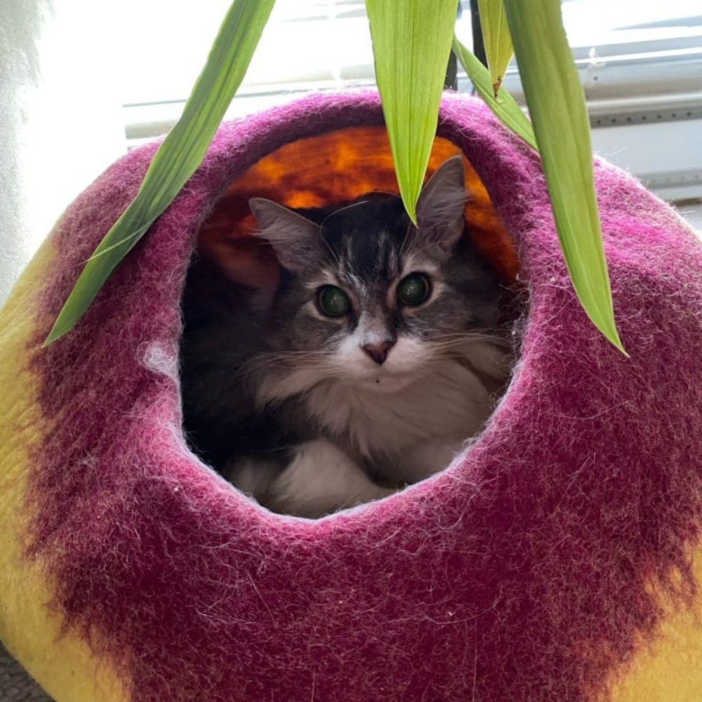 Cat Caves